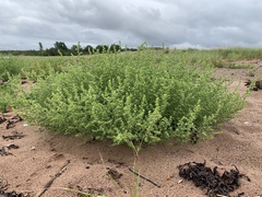 Salsola kali