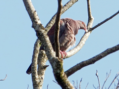 Patagioenas flavirostris