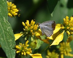 Celastrina neglecta