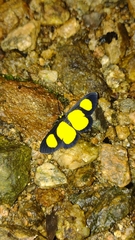 Cyllopoda jatropharia