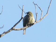 Thraupis palmarum