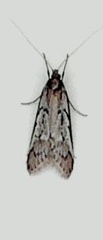 Philobota stella