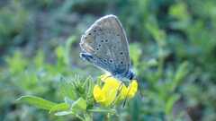 Polyommatus icarus