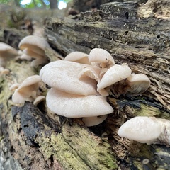 Crepidotus applanatus