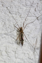 Nephrotoma