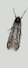 Philobota stella
