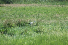 Ciconia ciconia