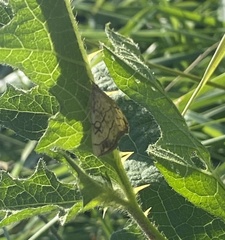 Evergestis pallidata