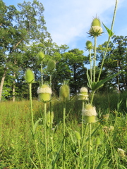 Dipsacus laciniatus