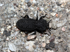 Phloeodes diabolicus