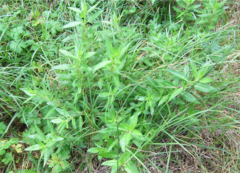 Haloragis erecta erecta