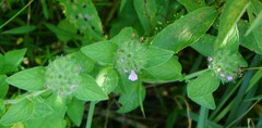 Clinopodium vulgare