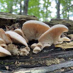 Crepidotus applanatus