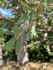 Leptospermum laevigatum