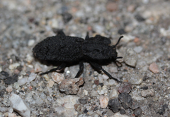 Phloeodes diabolicus
