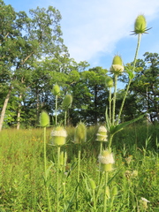 Dipsacus laciniatus