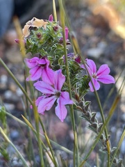 Acmadenia tetragona