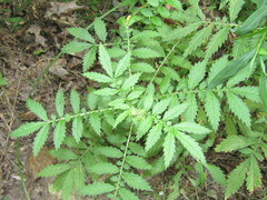Agrimonia parviflora