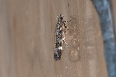 Chionodes lophosella