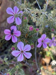 Acmadenia tetragona