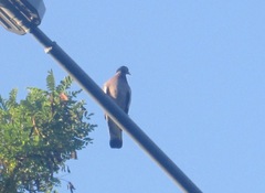 Columba palumbus