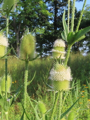 Dipsacus laciniatus