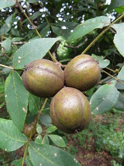 Carya tomentosa