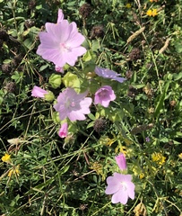 Malva moschata