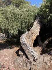 Leptospermum laevigatum