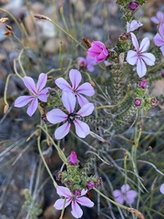 Acmadenia tetragona