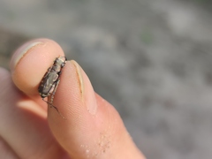 Cicindela repanda