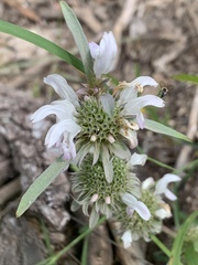 Monarda