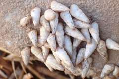 Cochlicella acuta