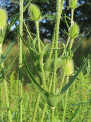 Dipsacus laciniatus