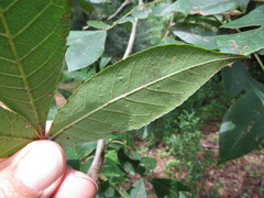 Carya tomentosa