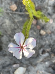 Acmadenia tetragona