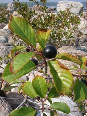 Frangula alnus