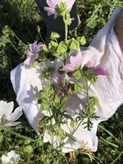 Malva moschata