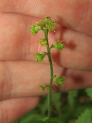 Agrimonia parviflora