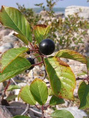 Frangula alnus