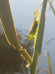 Conocephalus fasciatus