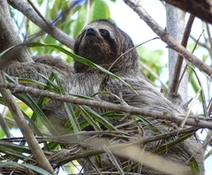 Bradypus variegatus