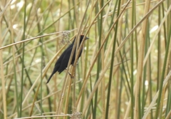 Chrysomus ruficapillus
