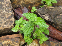 Veronica javanica