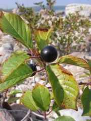 Frangula alnus