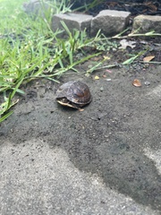 Terrapene carolina triunguis