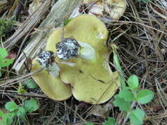 Suillus granulatus