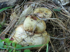 Suillus granulatus