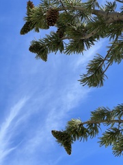Pinus flexilis