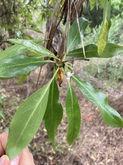 Myoporum laetum